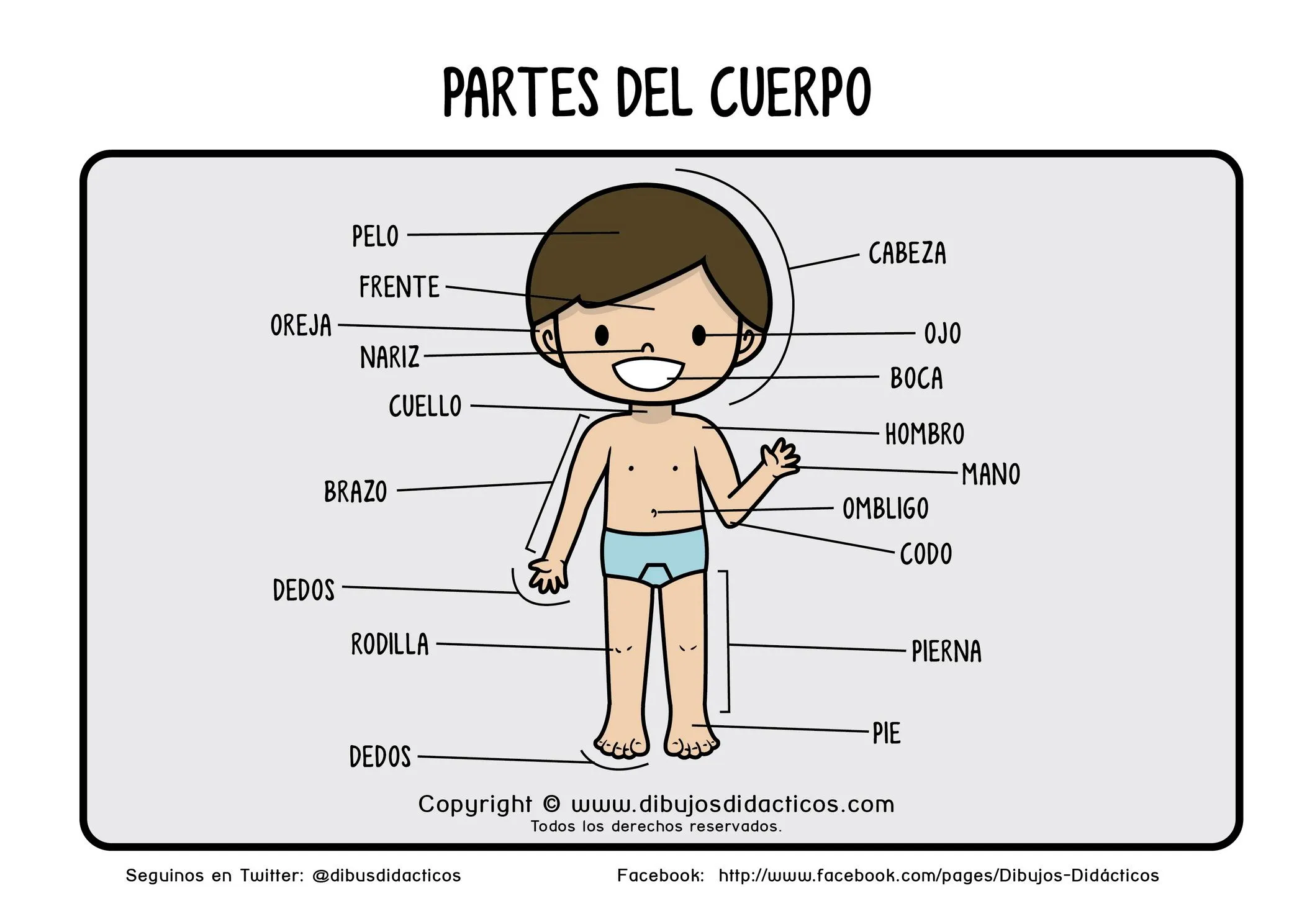 Conoces las partes de tu cuerpo?