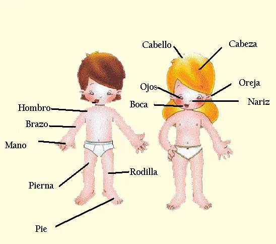 CONOCIENDO MI CUERPO HUMANO