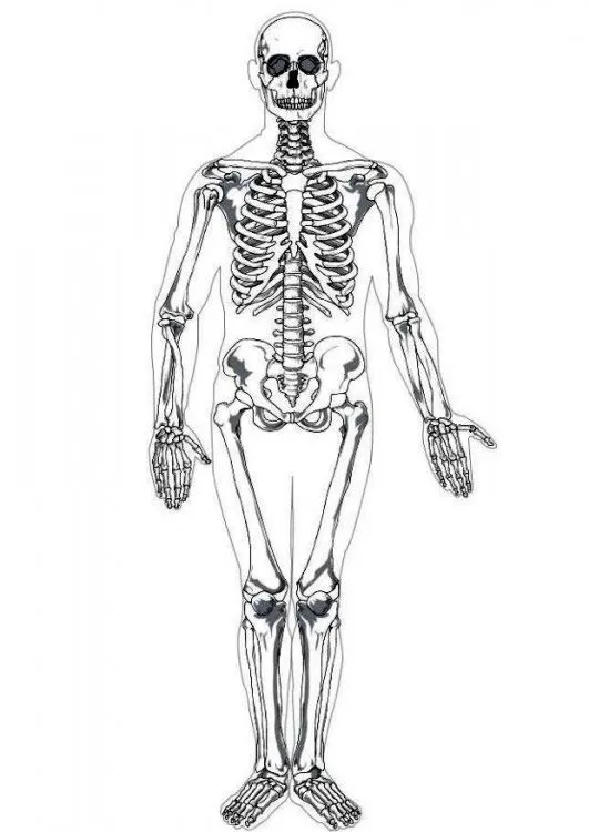 CONOCIENDO MI CUERPO: ¿Podrías concebir el cuerpo humano sin un ... CONOCIENDO MI CUERPO: ¿Podrías concebir el cuerpo humano sin un ...