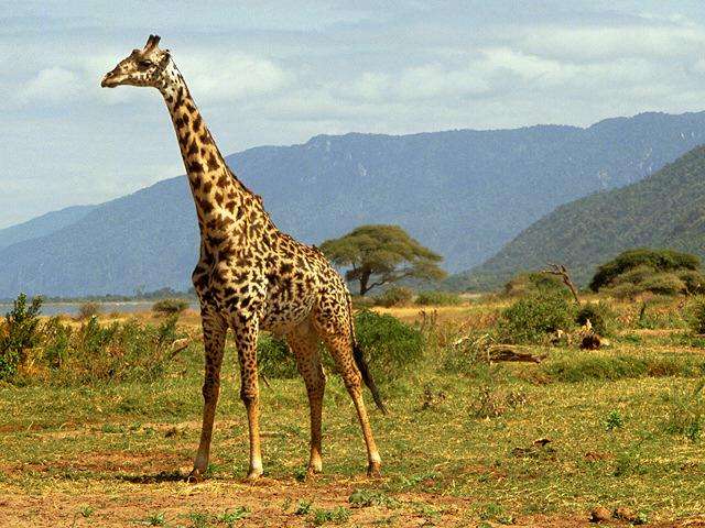Conociendo a los mamíferos: Descubriendo a la jirafa...