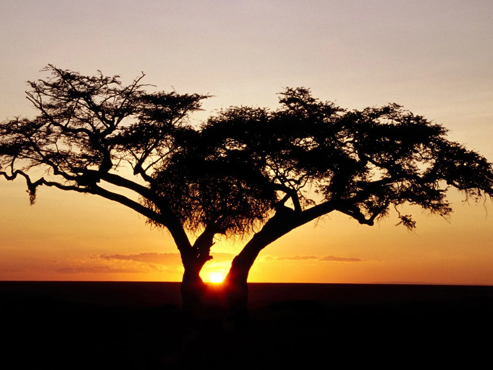 Conociendo el Mundo con TICS: La sabana africana Conociendo el Mundo con TICS: La sabana africana