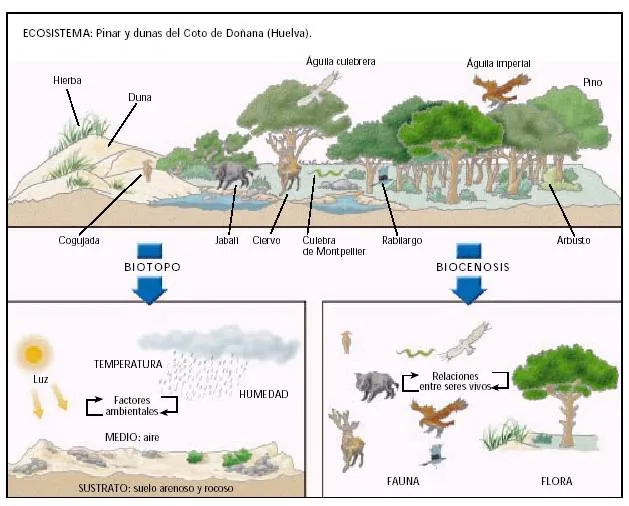 CONOCIENDO LA NATURALEZA: el ecosistema