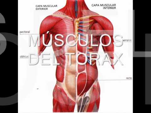 CONOCIENDO EL SISTEMA MUSCULAR .wmv - YouTube