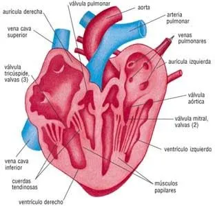 CONOCIMIENTO DEL MEDIO 5º y 6º: SISTEMA CIRCULATORIO II CONOCIMIENTO DEL MEDIO 5º y 6º: SISTEMA CIRCULATORIO II