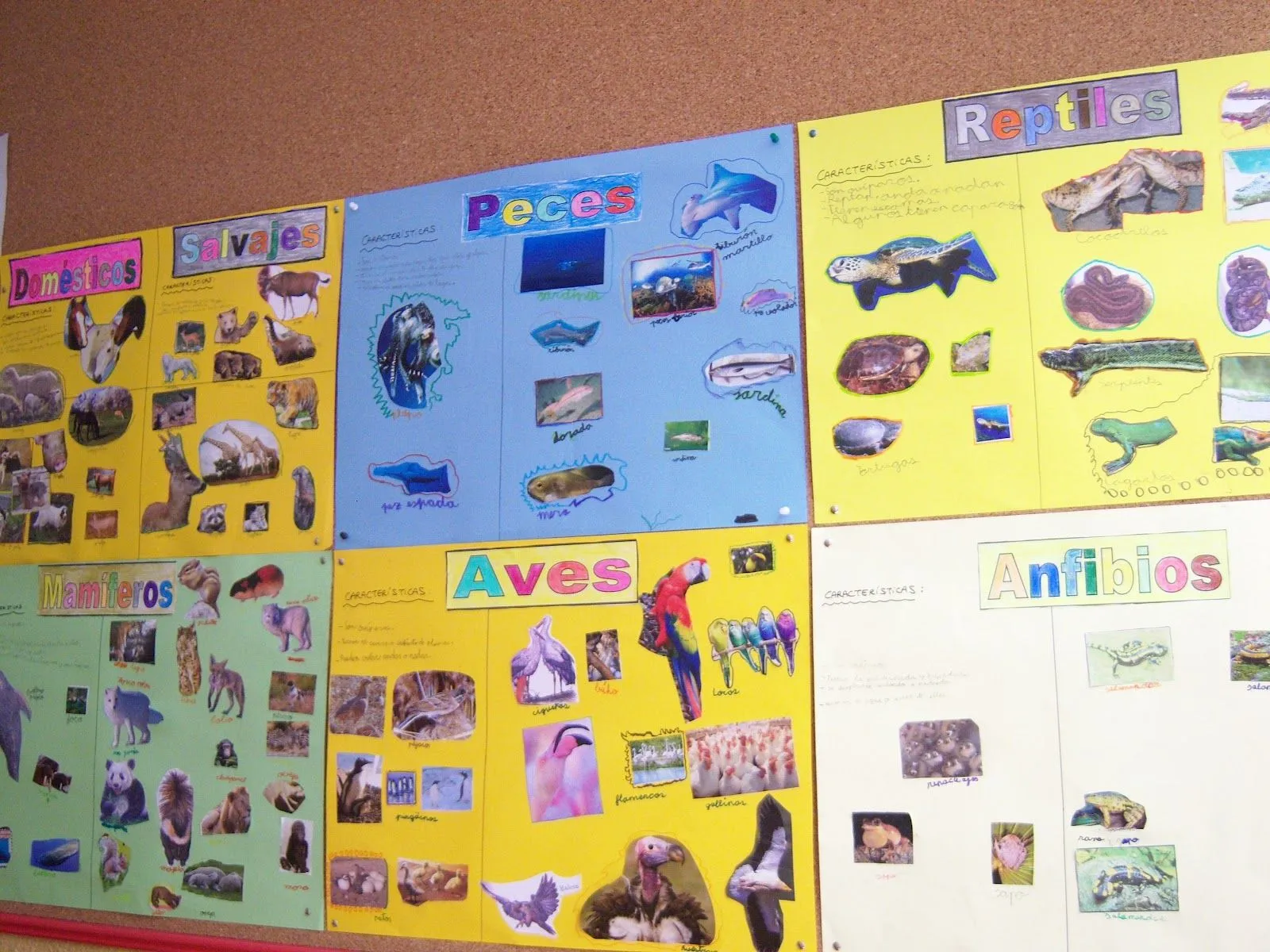 Conocimiento del Medio Primero Claret: Murales: "Grupos de animales" Conocimiento del Medio Primero Claret: Murales: "Grupos de animales"