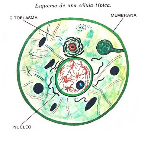 EL CONOCIMIENTO SE COMPARTE: Ciencias Naturales: LA CÉLULA