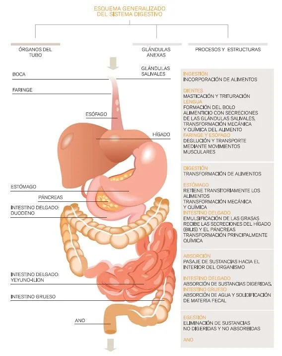 EL CONOCIMIENTO SE COMPARTE: CIENCIAS NATURALES: Sistemas que ...