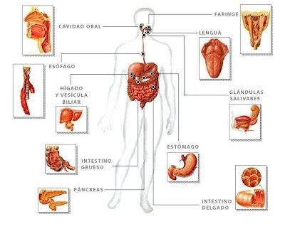 CONOCIMIENTO DEL MEDIO: LA DIGESTIÓN