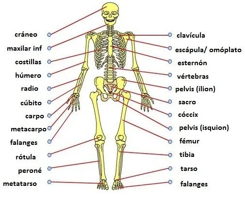 Ciencias Sociales, Naturales y Plástica: EL ESQUELETO HUMANO, para ... Ciencias Sociales, Naturales y Plástica: EL ESQUELETO HUMANO, para ...