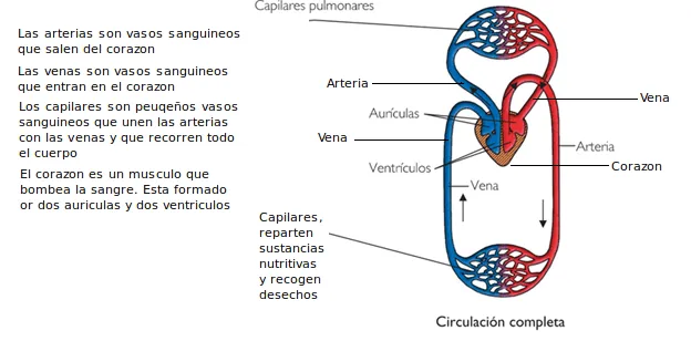 Ciencias Sociales, Naturales y Plástica: EL PROCESO DE NUTRICIÓN ...