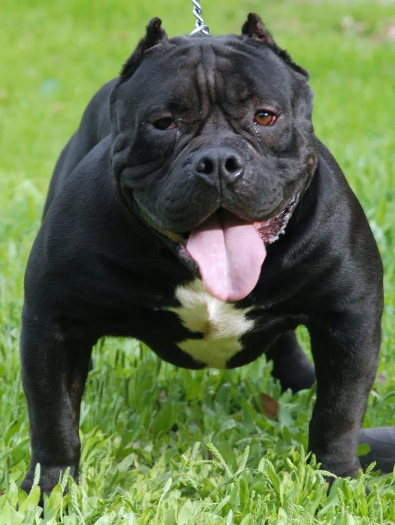 Conozca la raza de perro American Bully [Americanos] | Razas de ...