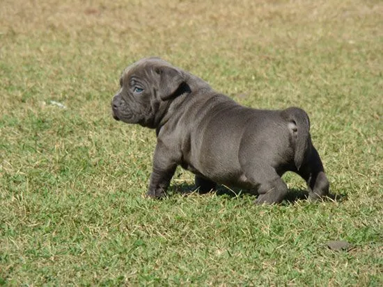 Conozca la raza de perro American Bully [Americanos] | Razas de ...