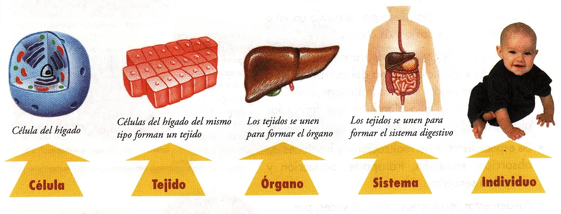 Conozcamos la Importancia del Tejido Animal y Vegetal ...