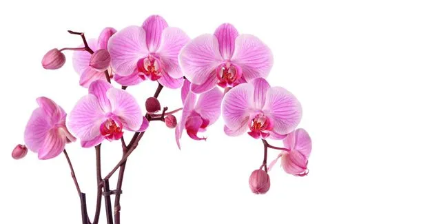 CONSEJO : CÓMO CUIDAR UNA ORQUÍDEA