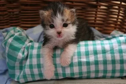 Consejos en la adopción de gatitos recién nacidos | GATOSPEDIA Consejos en la adopción de gatitos recién nacidos | GATOSPEDIA
