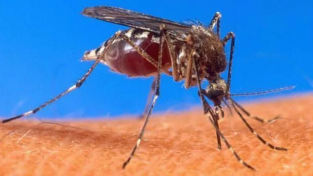 Consejos para evitar las picaduras de los mosquitos - abcdesevilla.es