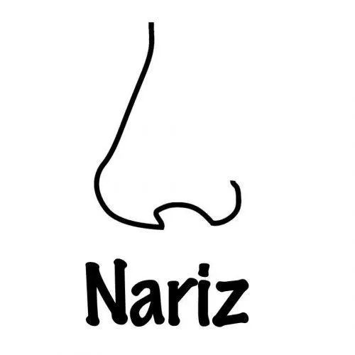 Dibujo de una nariz para pintar - Dibujos para colorear de partes ... Dibujo de una nariz para pintar - Dibujos para colorear de partes ...
