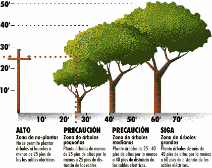 Consejos al plantar un árbol
