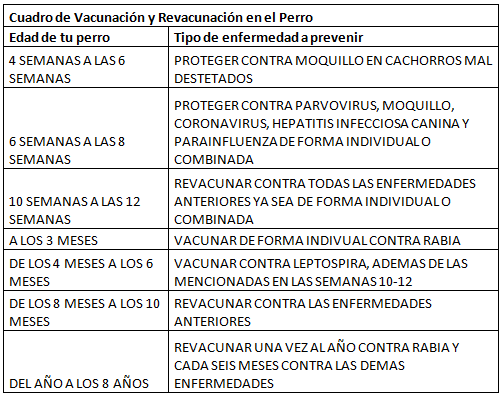 Consejos para vacunar a tu perro | tumascotasa