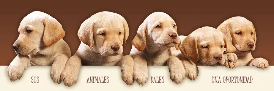 Consideraciones para adoptar un perro - Ocio