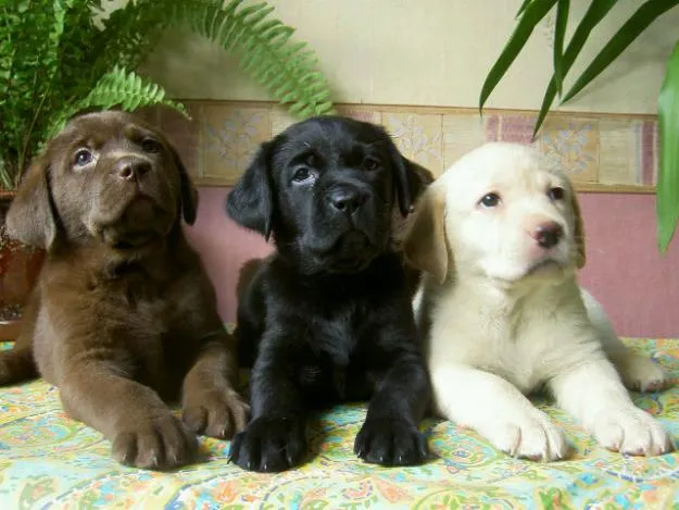 Cosas a considerar antes de comprar un cachorro de Labrador - Ocio