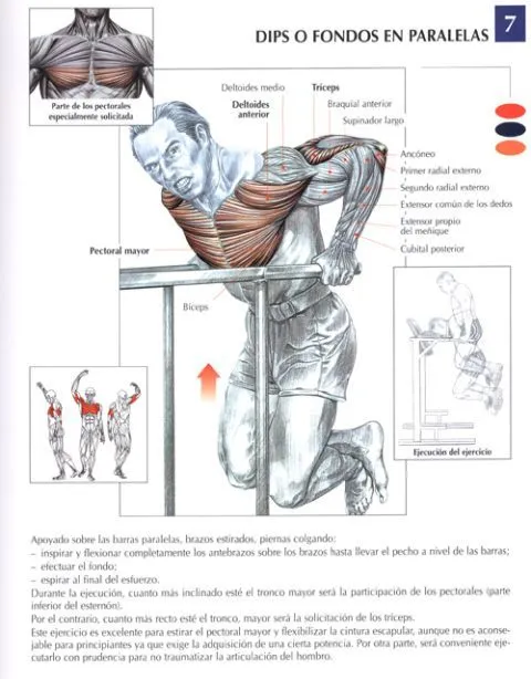 Construye pectorales voluminosos, ejercicios para el pecho - Punto ... Construye pectorales voluminosos, ejercicios para el pecho - Punto ...