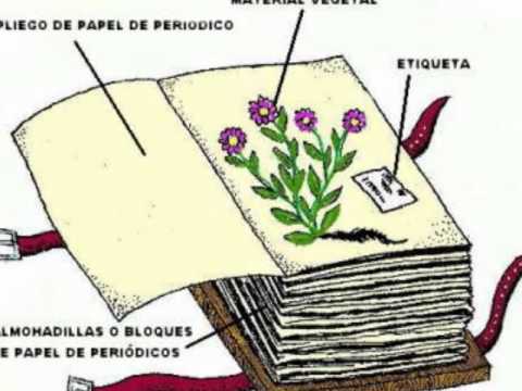 CONSTRUYENDO UN HERBARIO - YouTube