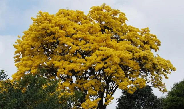 ContactoFede : Hoy día nacional del arbol Araguaney orgullo ...