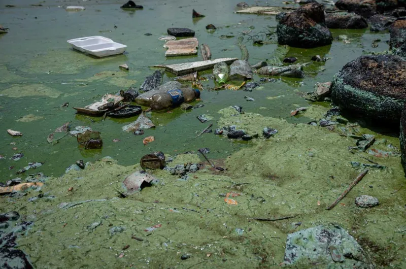 Contaminación pinta de verde el Lago de Maracaibo :: La Prensa de Lara