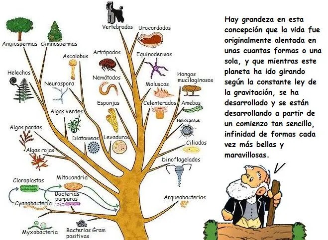 continuidad de los seres vivos (todas sus teorias) continuidad de los seres vivos (todas sus teorias)