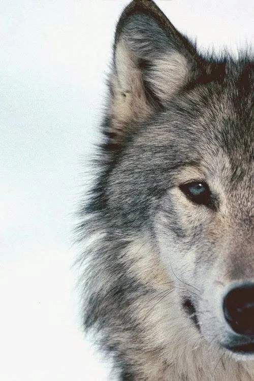 ContraElMaltratoAnimalTodosUnidos: Media cara de lobo con fondo blanco ContraElMaltratoAnimalTodosUnidos: Media cara de lobo con fondo blanco
