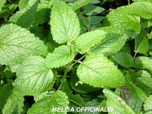 Contraindicaciones de la Melisa | Plantas medicinales y sus usos