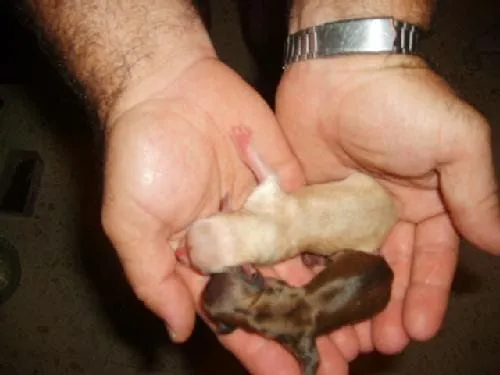 Como controlar la temperatura de tu Chihuahua recién nacida - El ... Como controlar la temperatura de tu Chihuahua recién nacida - El ...