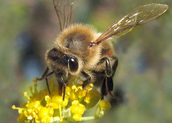 Controversial Pesticide Linked to Bee Collapse | Science | WIRED Controversial Pesticide Linked to Bee Collapse | Science | WIRED