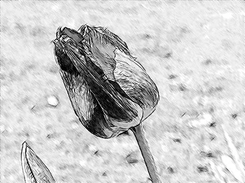 Convierte una imagen en un dibujo a lápiz con AKVIS Sketch Convierte una imagen en un dibujo a lápiz con AKVIS Sketch