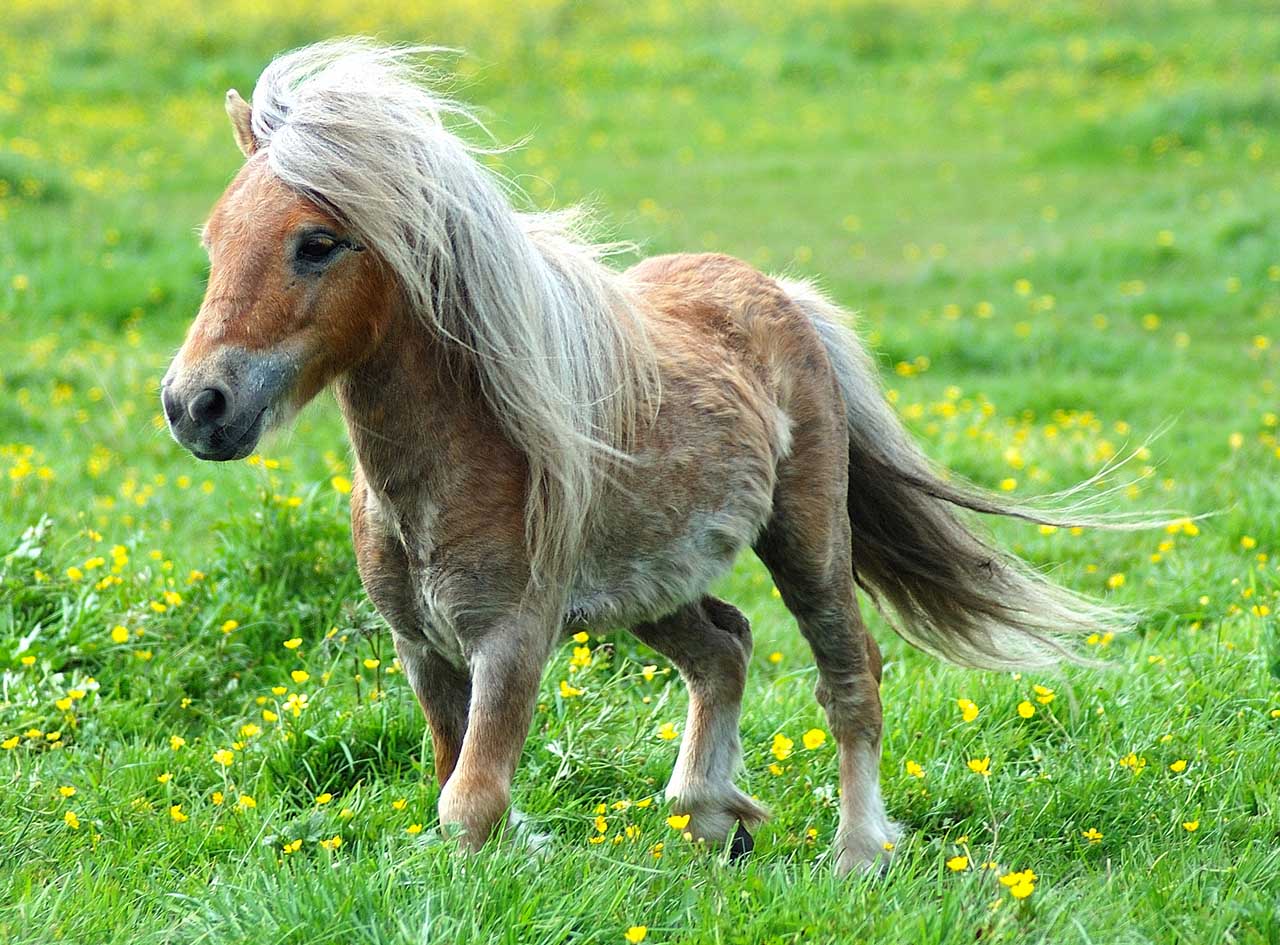 cool-pony.jpg cool-pony.jpg