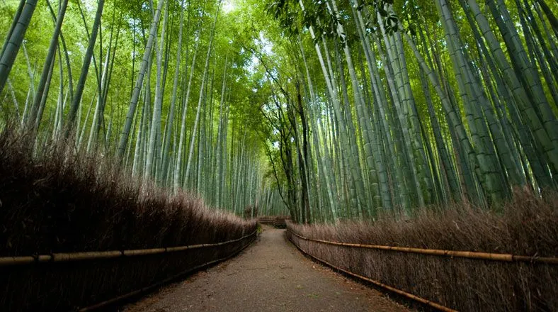 COP 20: Los bosques más hermosos y mejor conservados del mundo ...