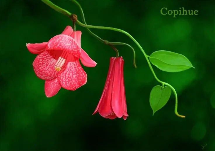 COPIHUE" Flor Nacional ...!!! on Pinterest | Chile, Php and Naturaleza COPIHUE" Flor Nacional ...!!! on Pinterest | Chile, Php and Naturaleza