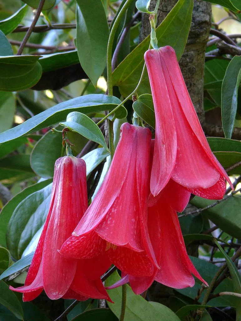 Copihues de invierno/Chilean bell flower/Lapageria rosea | Zoom's ... Copihues de invierno/Chilean bell flower/Lapageria rosea | Zoom's ...
