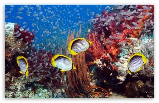 Coral Reef And Tropical Fish HD desktop wallpaper : High ... Coral Reef And Tropical Fish HD desktop wallpaper : High ...
