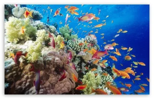 Coral Reef Southern Red Sea Near Safaga Egypt HD desktop wallpaper ... Coral Reef Southern Red Sea Near Safaga Egypt HD desktop wallpaper ...