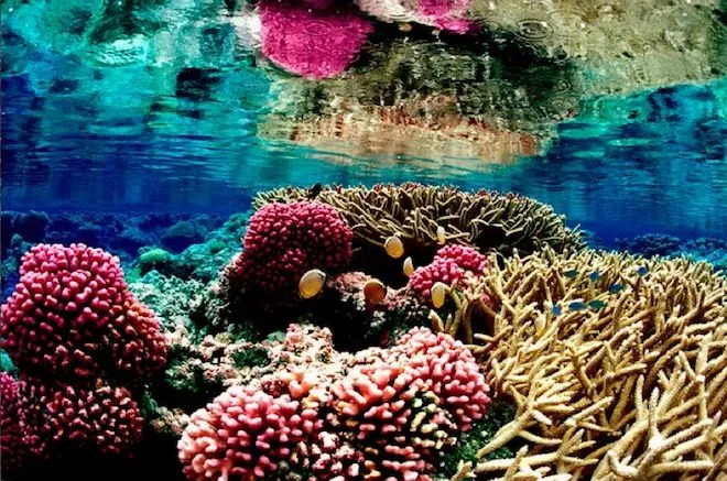Coral Reefs Could Be Decimated by 2100 | Science | WIRED Coral Reefs Could Be Decimated by 2100 | Science | WIRED