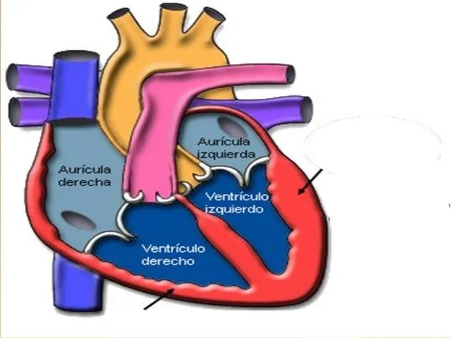 corazn-y-sus-partes-4-638.jpg? ...