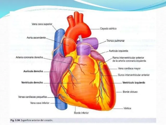 corazon-21-638.jpg?cb=1400803355