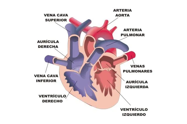 El corazón | Biología y Geología 3ºESO