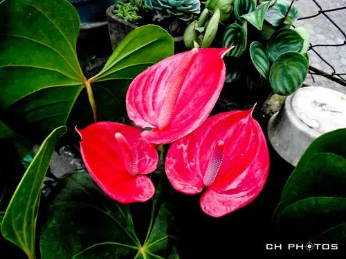 Corazón Chino x 3 | Flickr - Photo Sharing! Corazón Chino x 3 | Flickr - Photo Sharing!