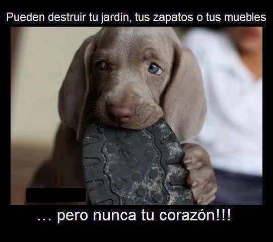 Tu corazon - Desmotivaciones - Humor12.com