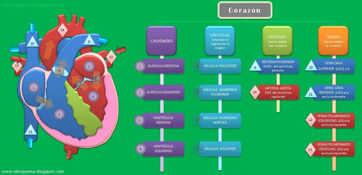 El Corazón | Esquemas, diagramas, gráficos y mapas conceptuales. El Corazón | Esquemas, diagramas, gráficos y mapas conceptuales.