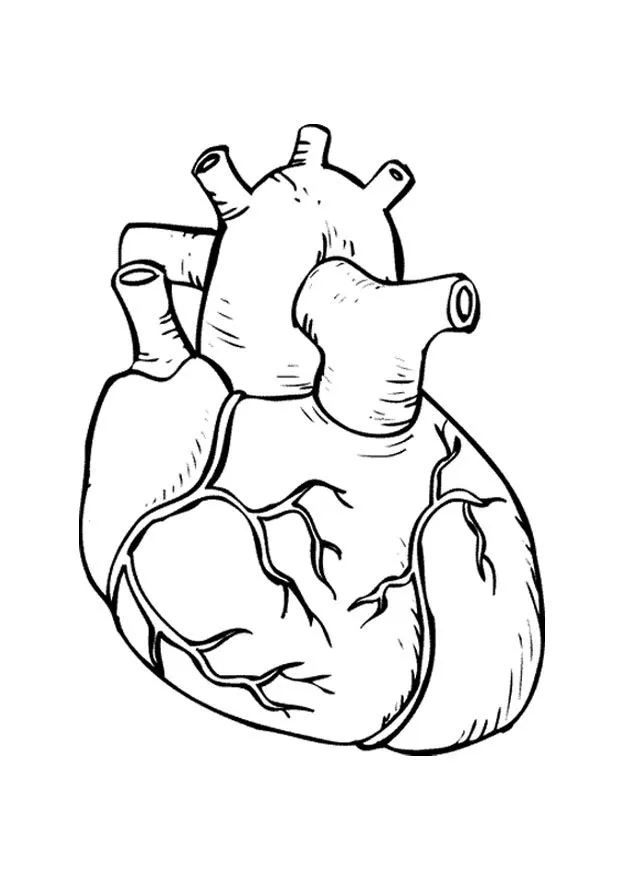 corazÃ³n humano Colouring Pages