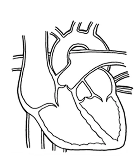 Corazon humano para colorear - Imagui
